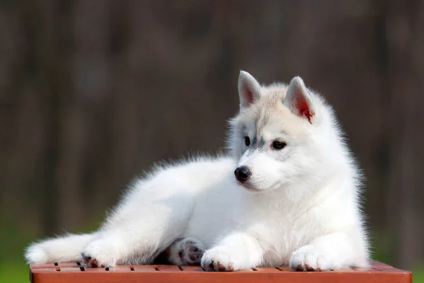 Rozkošné Sibiřské Husky Štěně Pozadí Studia — Stock fotografie