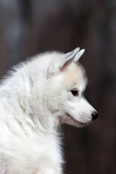 Adorável Siberian Husky Filhote Cachorro Fundo Estúdio — Fotografia de Stock