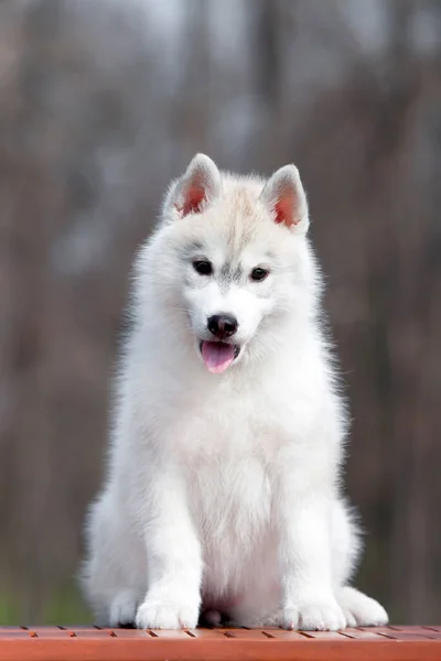 愛らしいシベリアハスキー子犬上のスタジオ背景 — ストック写真