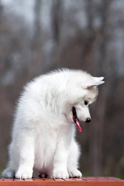 Entzückender Siberian Husky Welpe Auf Studiohintergrund — Stockfoto