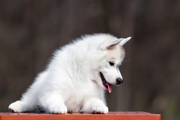 Stüdyonun Arka Planında Sevimli Sibirya Husky Köpeği — Stok fotoğraf