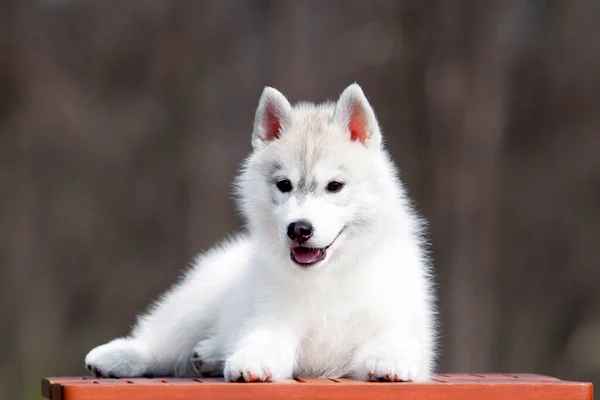 Adorable Cachorro Husky Siberiano Fondo Del Estudio —  Fotos de Stock