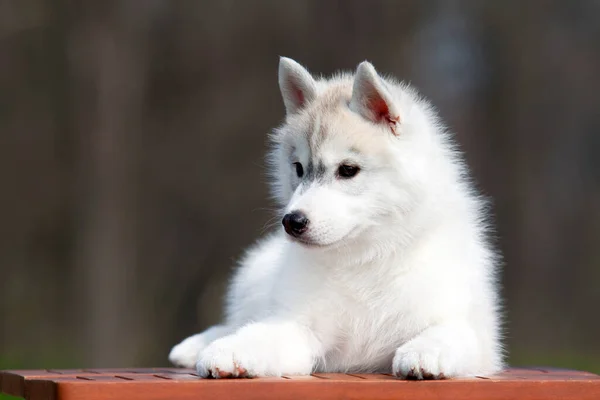 Entzückender Siberian Husky Welpe Auf Studiohintergrund — Stockfoto