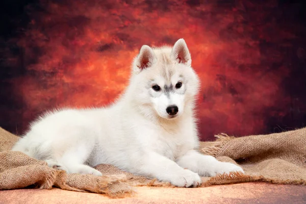 Adorable Cachorro Husky Siberiano Fondo Del Estudio —  Fotos de Stock