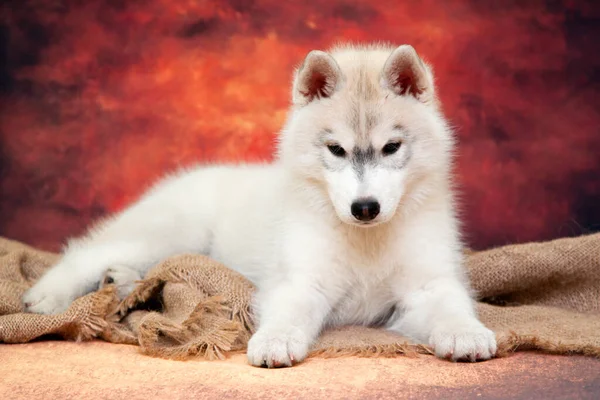 Entzückender Siberian Husky Welpe Auf Studiohintergrund — Stockfoto