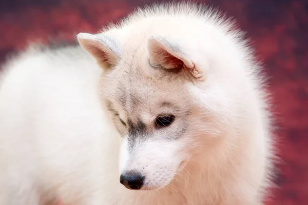 Adorable Siberian Husky Puppy Studio Background — Stock Photo, Image