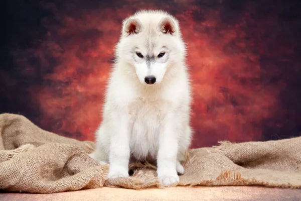 Adorable Cachorro Husky Siberiano Fondo Del Estudio —  Fotos de Stock