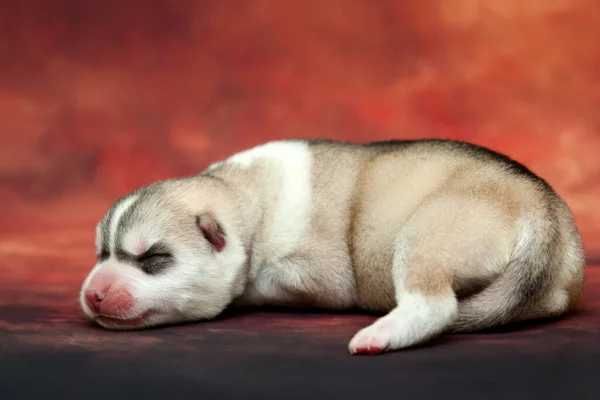 愛らしいシベリアハスキー子犬上のスタジオ背景 — ストック写真