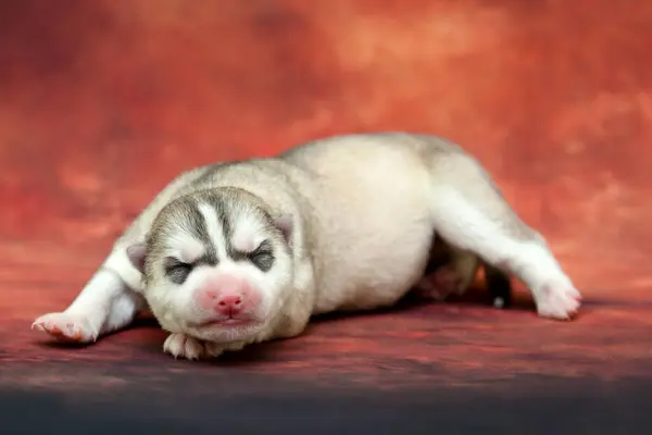 Adorable Siberian Husky Puppy Studio Background — Stock Photo, Image