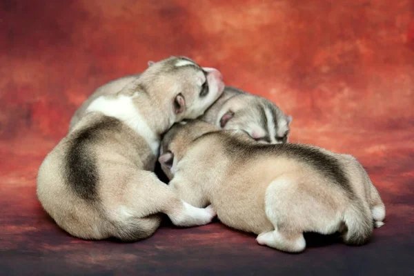 Entzückende Siberian Husky Welpen Auf Studiohintergrund — Stockfoto