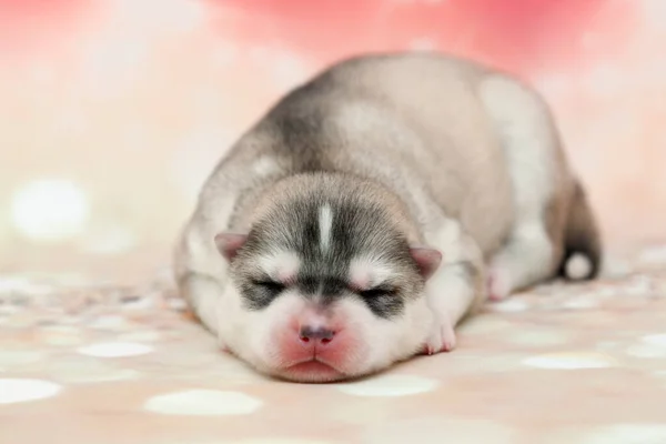 Schattige Siberische Husky Puppy Studio Achtergrond — Stockfoto