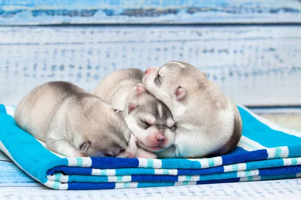 Entzückende Siberian Husky Welpen Auf Studiohintergrund — Stockfoto