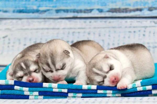 Adorables Cachorros Husky Siberianos Fondo Del Estudio —  Fotos de Stock