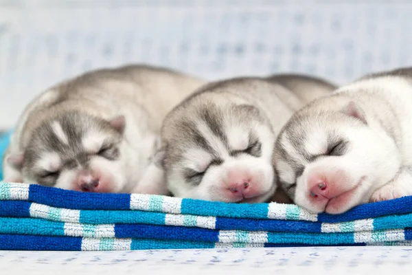 Adoráveis Siberian Husky Filhotes Fundo Estúdio — Fotografia de Stock