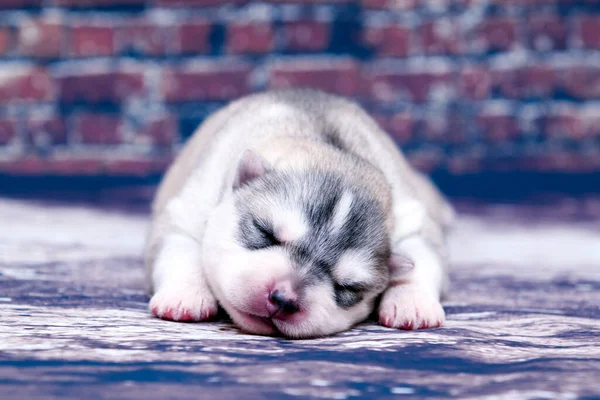 Adorable Chiot Husky Sibérien Sur Fond Studio — Photo