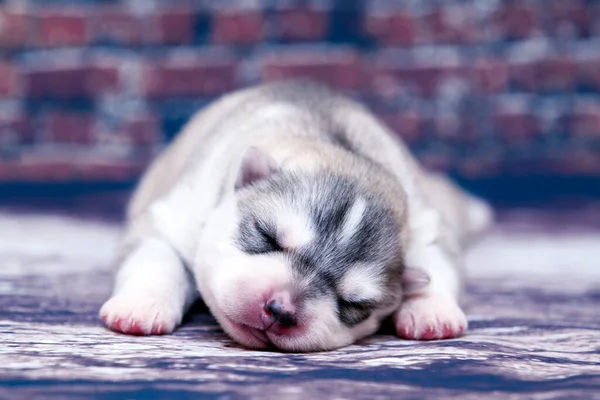 Entzückender Siberian Husky Welpe Auf Studiohintergrund — Stockfoto