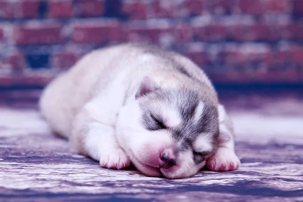 Stüdyonun arka planında sevimli Sibirya Husky köpeği