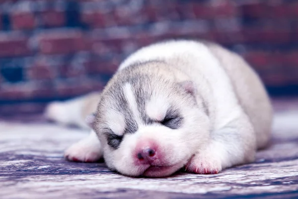 Stüdyonun arka planında sevimli Sibirya Husky köpeği