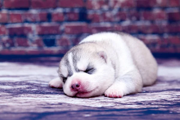 Adorable Cachorro Husky Siberiano Fondo Del Estudio — Foto de Stock