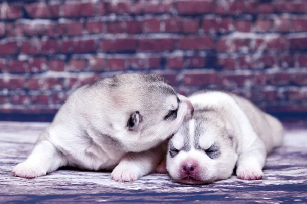 Adorables Cachorros Husky Siberianos Fondo Del Estudio —  Fotos de Stock