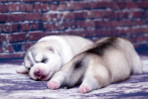 Adorable Siberian Husky Puppies Studio Background — Stock Photo, Image