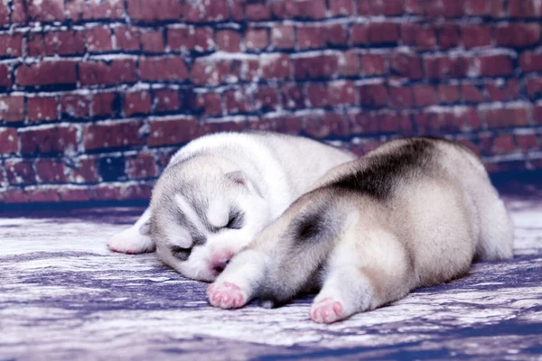 Adorables Cachorros Husky Siberianos Fondo Del Estudio — Foto de Stock