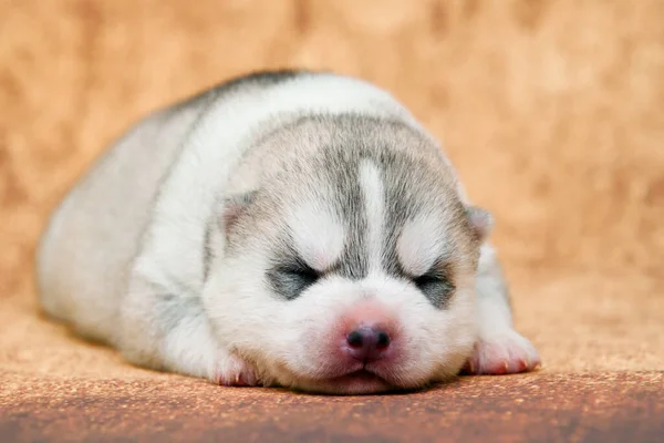 Adorável Siberian Husky Filhote Cachorro Fundo Estúdio — Fotografia de Stock