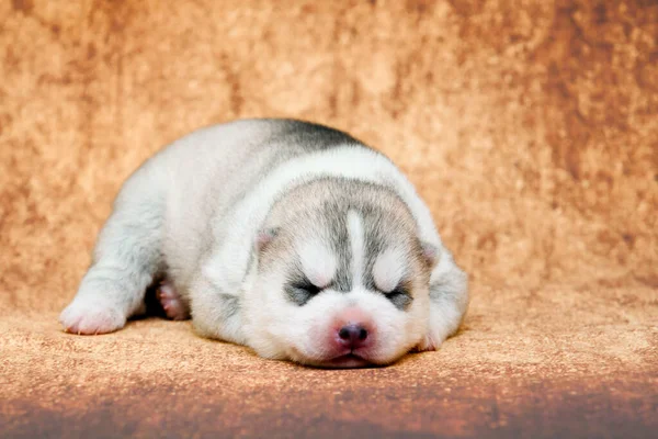 Entzückender Siberian Husky Welpe Auf Studiohintergrund — Stockfoto