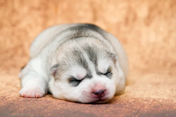 Entzückender Siberian Husky Welpe Auf Studiohintergrund — Stockfoto