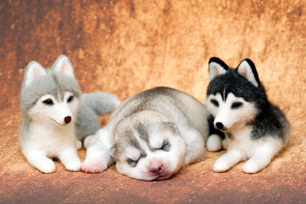 Lindo Husky Cachorro Contra Fondo Estudio — Foto de Stock