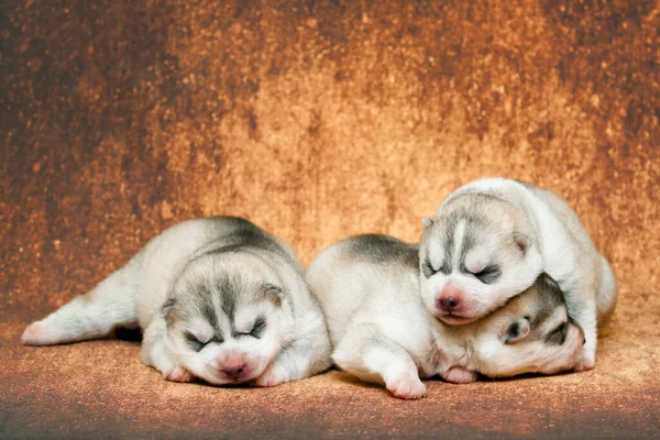 Adorables Cachorros Husky Siberianos Fondo Del Estudio —  Fotos de Stock