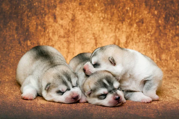 Adorables Cachorros Husky Siberianos Fondo Del Estudio —  Fotos de Stock