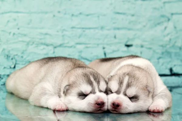 Adorables Cachorros Husky Siberianos Fondo Del Estudio —  Fotos de Stock