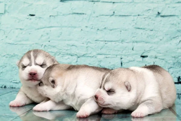 Schattige Siberische Husky Puppies Studioachtergrond — Stockfoto