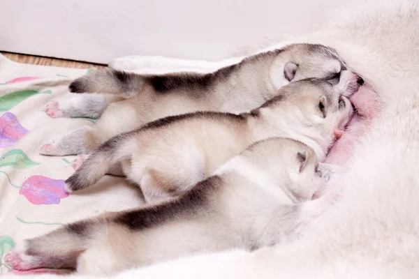 adorable little husky puppies eating milk