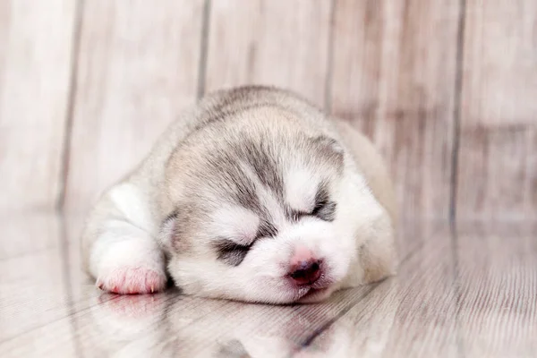 Adorable Cachorro Husky Siberiano Fondo Del Estudio — Foto de Stock