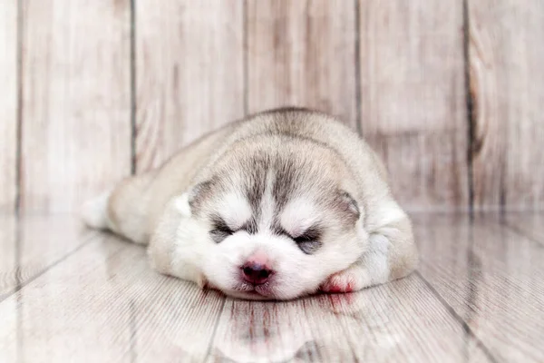 Adorable Siberian Husky Puppy Studio Background — Stock Photo, Image