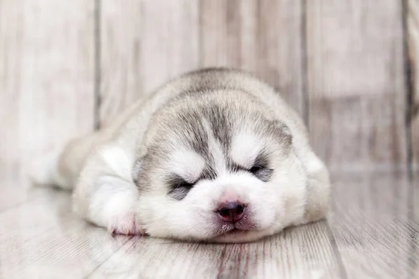 Schattige Siberische Husky Puppy Studio Achtergrond — Stockfoto