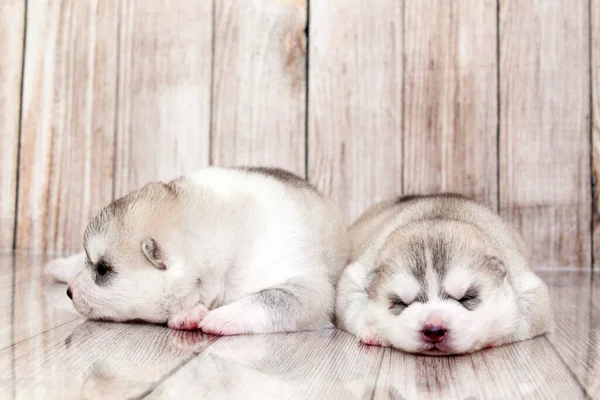 Adorable Little Husky Puppies Sleeping — Stock Photo, Image