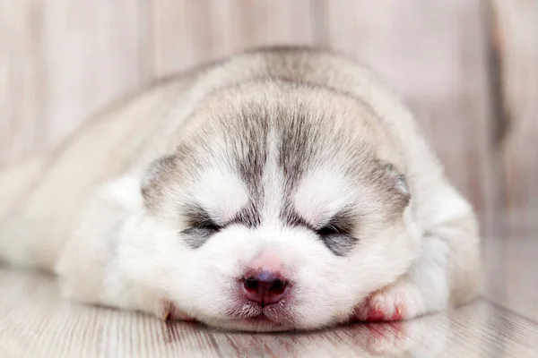 Adorable Cachorro Husky Siberiano Fondo Del Estudio — Foto de Stock