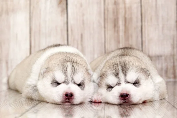 Entzückende Siberian Husky Welpen Auf Studiohintergrund — Stockfoto