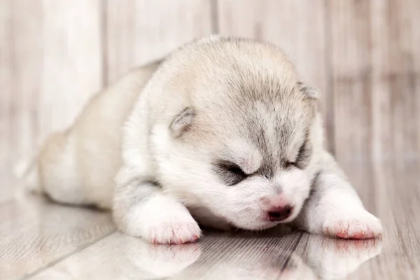 Rozkošné Sibiřské Husky Štěně Pozadí Studia — Stock fotografie