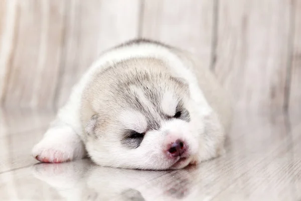 Adorable Siberian Husky Puppy Studio Background — Stock Photo, Image