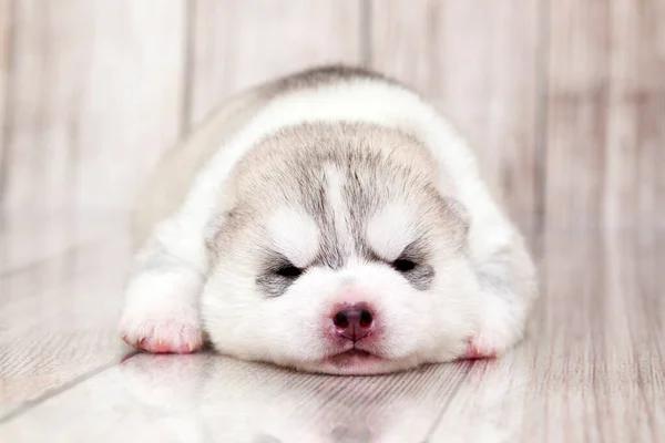 Adorable Cachorro Husky Siberiano Fondo Del Estudio — Foto de Stock