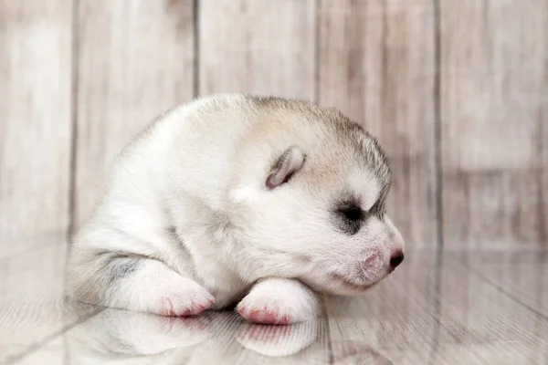 Entzückender Siberian Husky Welpe Auf Studiohintergrund — Stockfoto