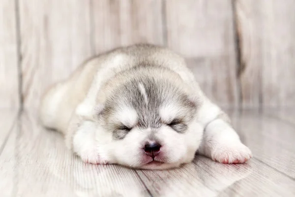 Adorable Cachorro Husky Siberiano Fondo Del Estudio — Foto de Stock