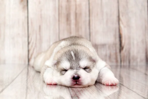 Adorable Chiot Husky Sibérien Sur Fond Blanc — Photo