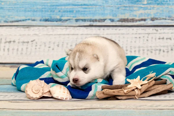 Adorável Siberian Husky Conceito Viagem Cachorro — Fotografia de Stock