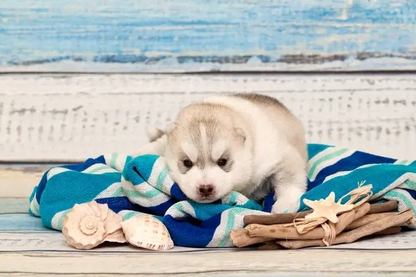 Rozkošný Sibiř Husky Štěně Cestovní Koncept — Stock fotografie