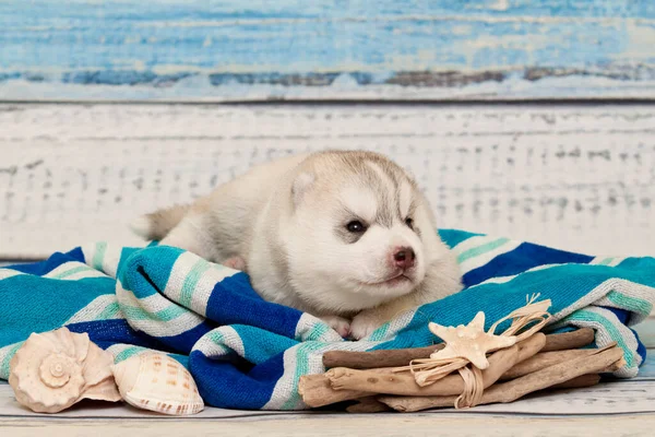 Adorable Siberian Husky Puppy Travel Concept — Stock Photo, Image